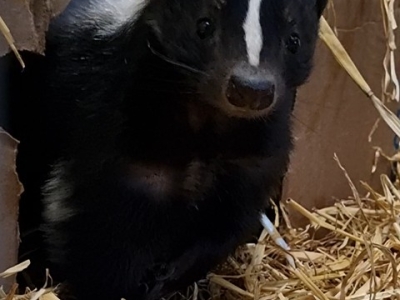 Pepita
